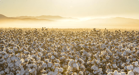 Cotton